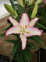 [5664 VZ W09 0222-03 No02.JPG]